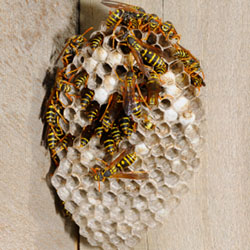 Wasp People