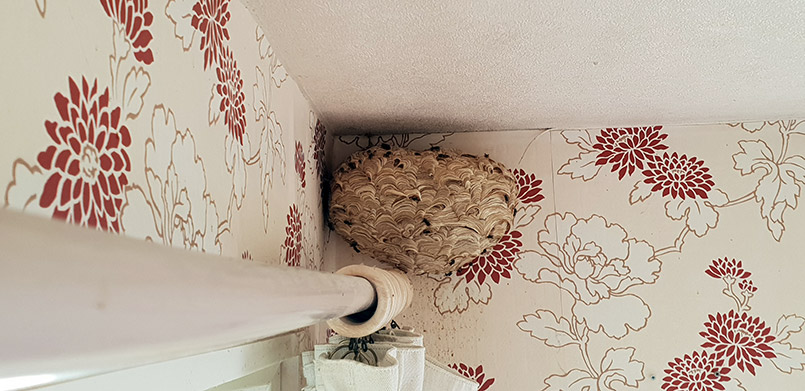 Shropshire wasp nest removal