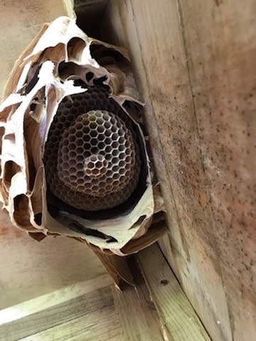 Hornet Nest Removal in Wrexham