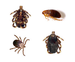 fleas