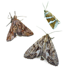 Moth infestation on sale