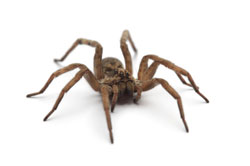 Spider control deals