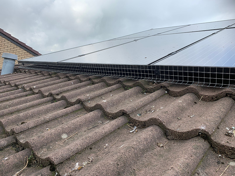 Bird proofing in Edinburgh