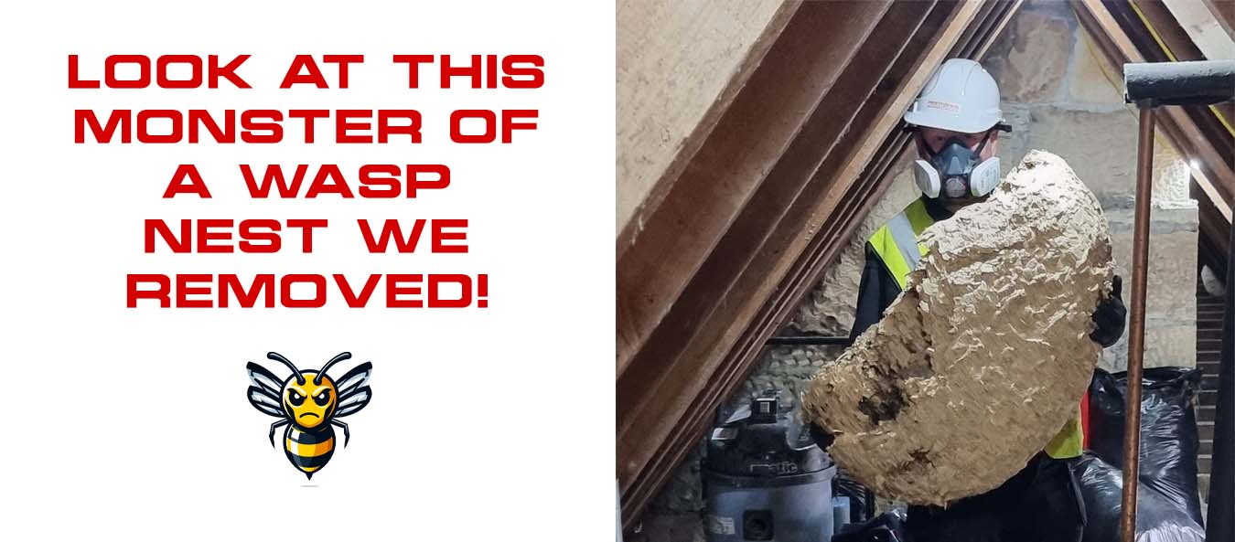 Edinburgh Wasp Nest Removal