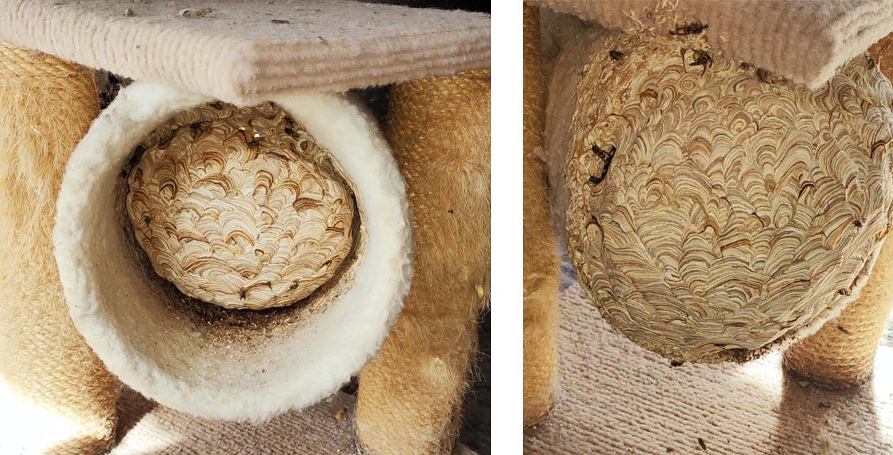 Wasp Nest Removal Services