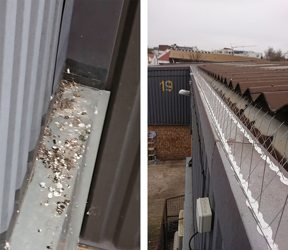 Wembley Bird Proofing