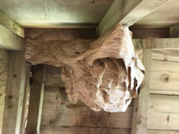 Wrexham Hornets Nest Removal